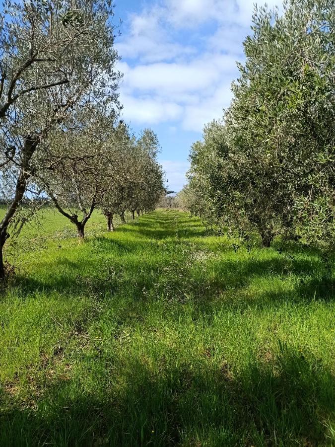 Villa Agriturismo Il Cipresso Vada Exterior foto